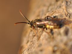 Nomada ferruginata